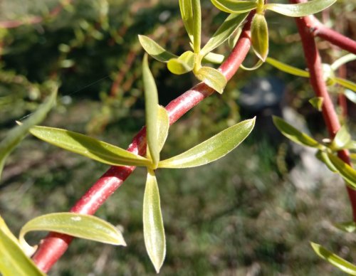 Los puntos de anclaje a la presencia