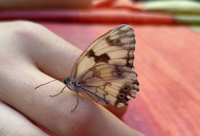 Cultivo de la conciencia del sentir