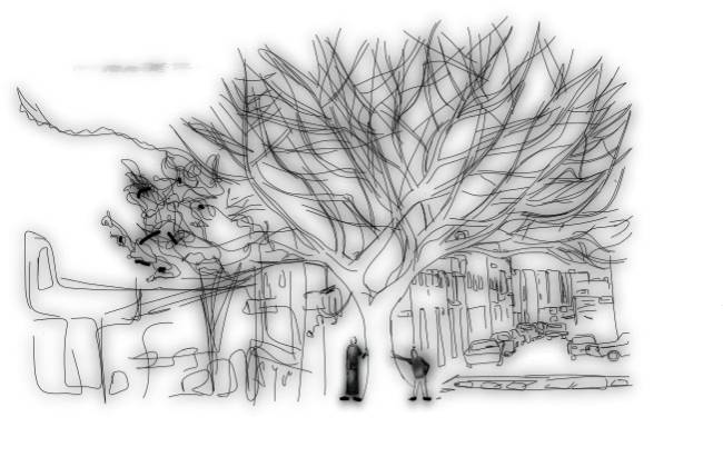 La ceiba de San Luis