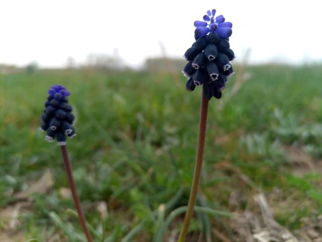 ¿Qué sucede cuando movemos la atencion y la ecuanimidad por el cuerpo?