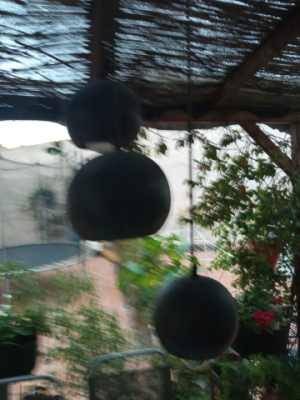 Cuan se quiere, non se pide