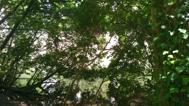 La ley de la causa y efecto