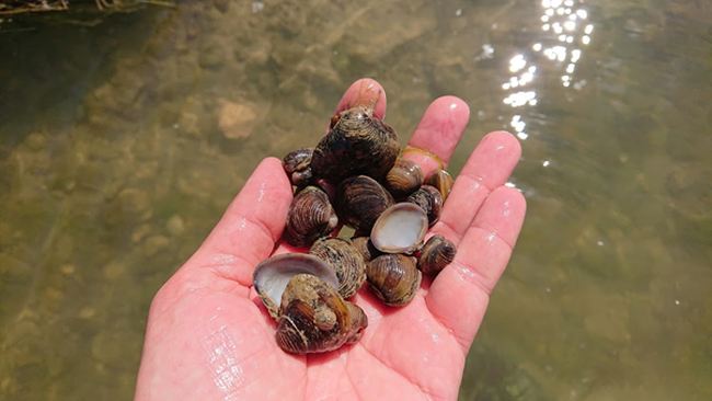 Corren buenos tiempos para las hadas