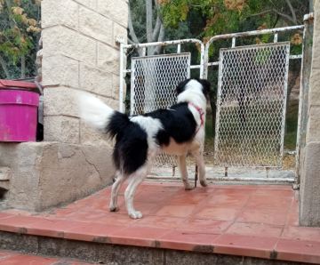 Animals y es omes,  compañers de casa