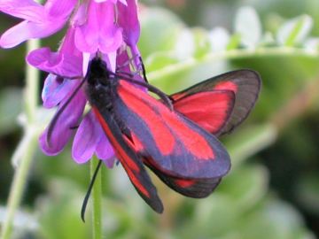 Birabola garimboleyando
