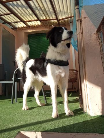 Un aimor incondizional