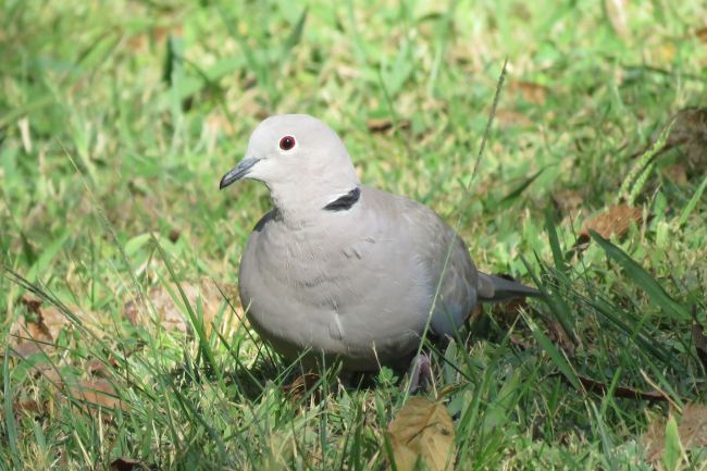 La tórtola turca, la leyenda de una maldición