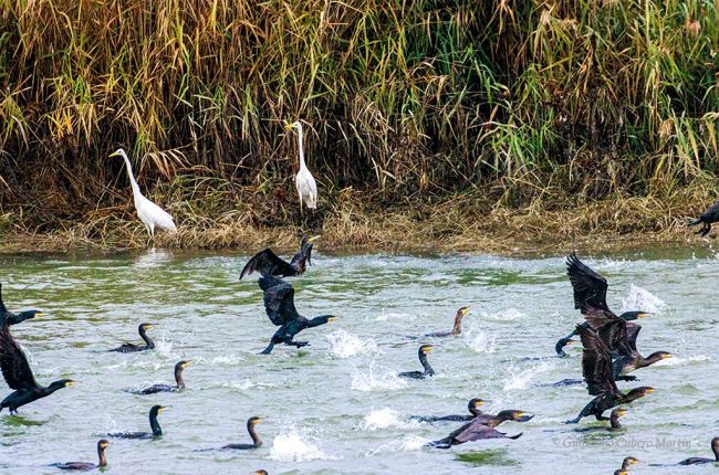 El cormorán, el cuervo marino