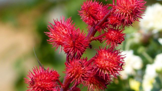 Sanjuana, Alquimista