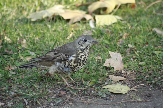 Y tú, ¿estás hecho un zorzal?