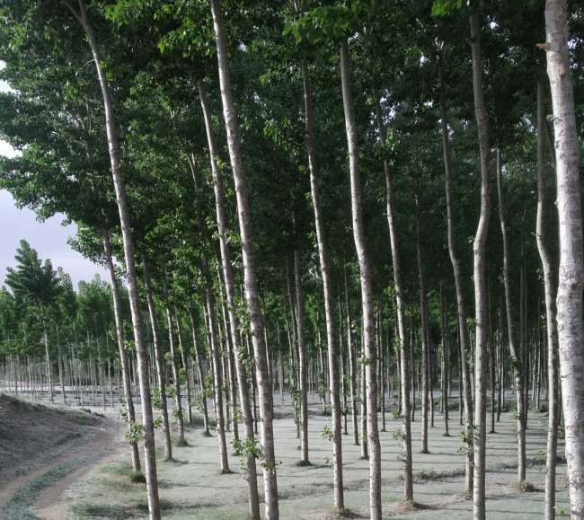 Como rubia por rastrojo