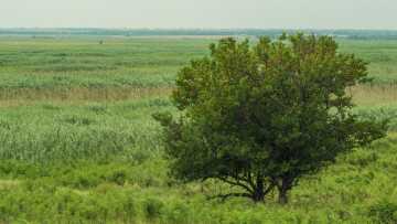 Parolas baixo un alberjero.