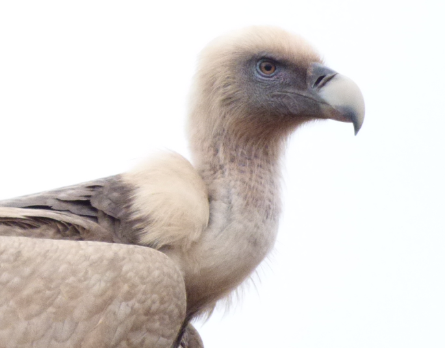 El buitre leonado, evolución en estado puro!!