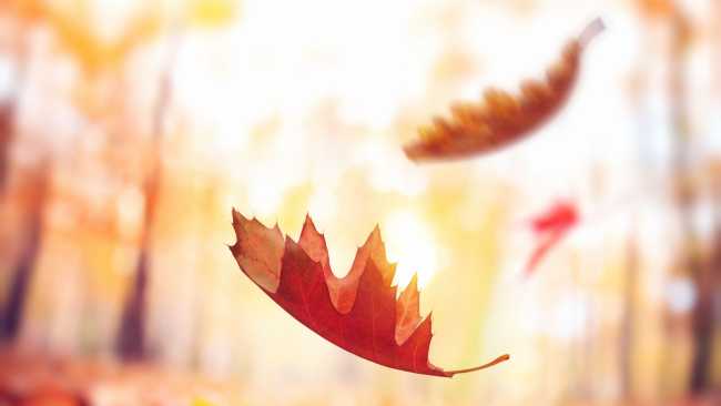 En una caja de zapatos