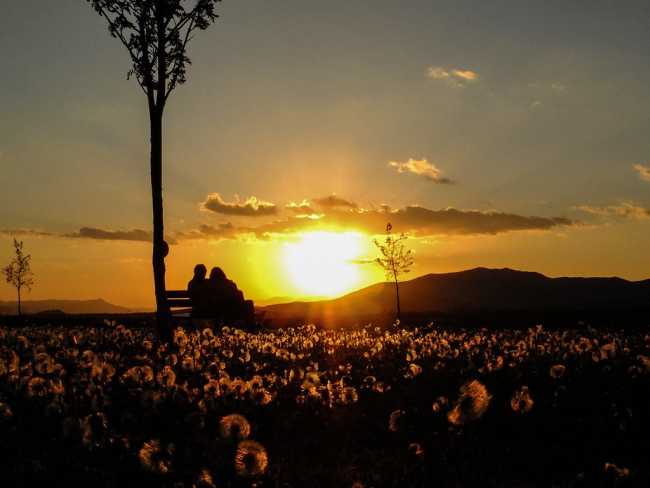 Diente de león, el tesoro de los prados