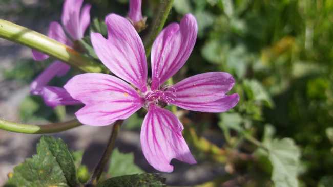 Por donde abunda la malva