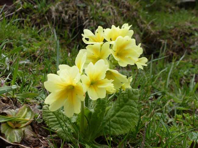Primaveras, las llaves del amor