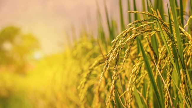 Que si quieres arroz (brazal) Catalina