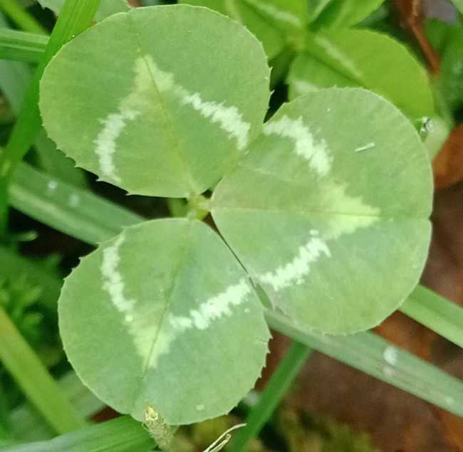 El Trébol ¡Deséame suerte! 🍀