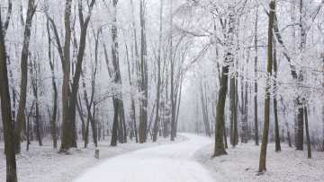 Remeros y nostalgias d'unos abientos de frido y chelos