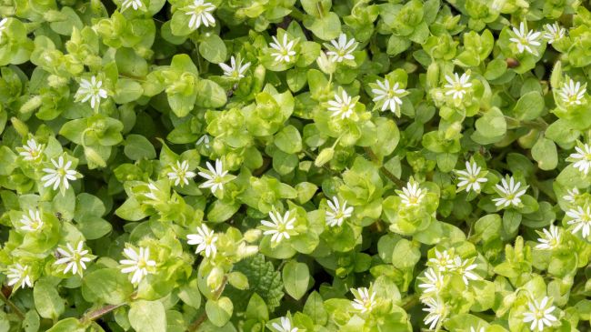 ¡Eso son pamplinas!