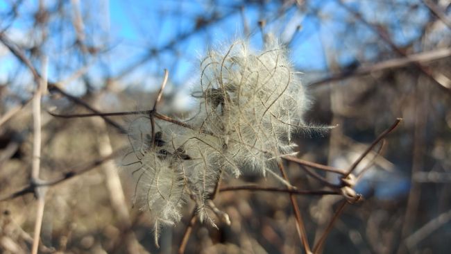 La clemátide, las lianas del bosque