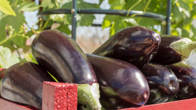 Qué hago con tanta berenjena!!