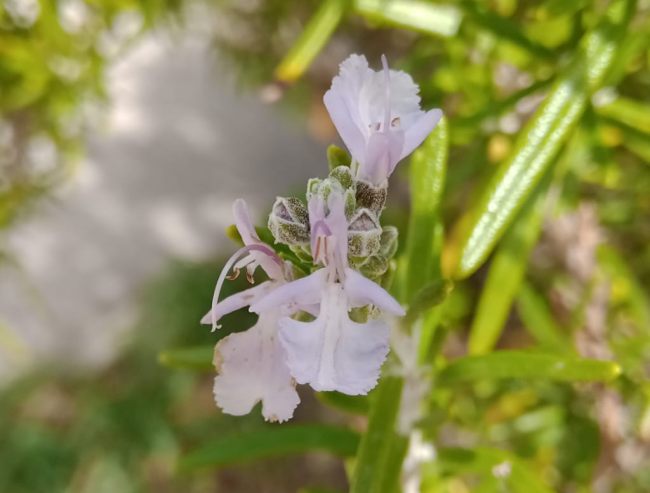 ROMERO, ENTRE EL MONTE Y EL CIELO