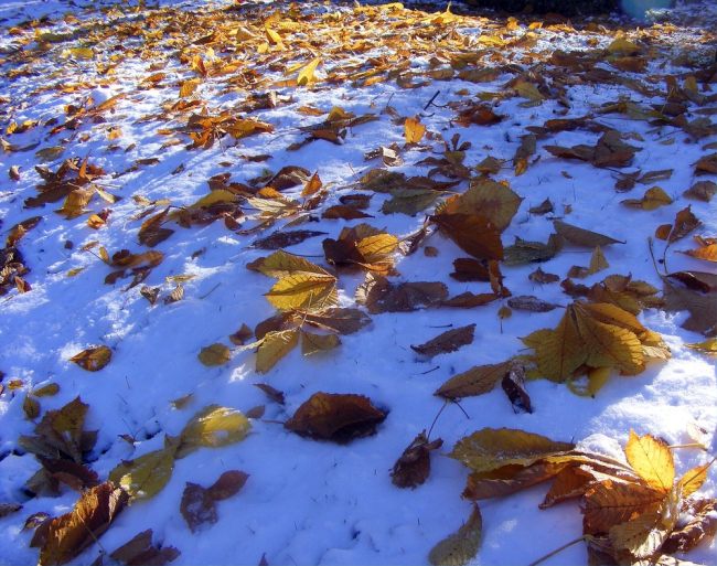 Del tiempo y sus refranes