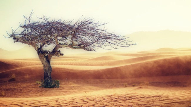 El desierto de Albert Camus